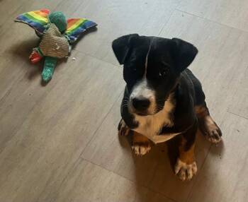 Australian Cattle Dog Blue Heeler and Cattle Dog Dogs Available for Adoption in Fort Lupton, Colorado - Montañita | PetCurious