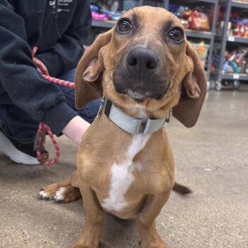Mixed Breed and Basset Hound Dogs Available for Adoption in Skokie, Illinois - Slinky | PetCurious