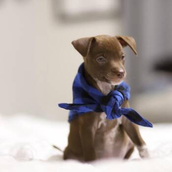 Bow -  Chihuahua Dog for Adoption in Boerne, Texas - Bow | PetCurious