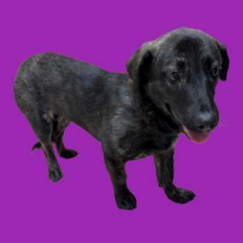 Shepherd and Basset Hound Dogs Available for Adoption - TUSC-Stray-83425 | PetCurious