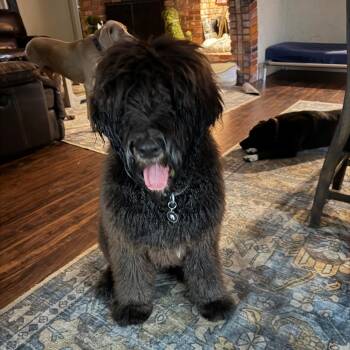 Old English Sheepdog and Black Russian Terrier Dogs Available for Adoption in Lakewood Ranch, Florida - Vinny | PetCurious