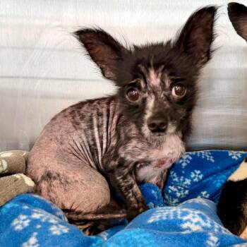 Chihuahua Dogs Available for Adoption in Evensville, Tennessee - Arthur | PetCurious