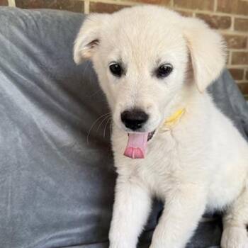 Great Pyrenees and Yellow Labrador Retriever Dogs Available for Adoption - Fresca Fizz | PetCurious