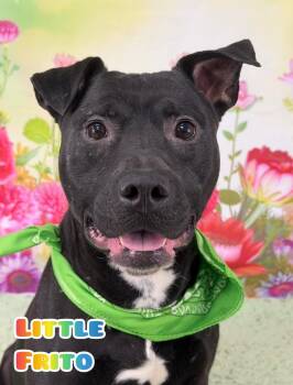 Mixed Breed Dogs Available for Adoption in Flint, Michigan - Little Frito | PetCurious