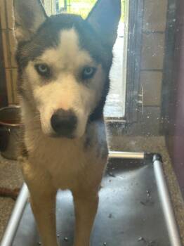 Garfield -  Husky Dog for Adoption in Greenfield, Indiana - Garfield | PetCurious