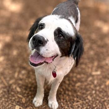 Timber -  English Springer Spaniel and Saint Bernard Dog for Adoption in Boerne, Texas - Timber | PetCurious
