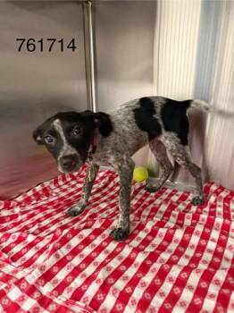 WESTLEY -  Australian Cattle Dog Blue Heeler and Mixed Breed Dog for Adoption in St. Louis, Missouri - WESTLEY | PetCurious