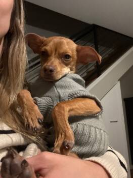 Rescue Chihuahua Dogs for Adoption in Boulder, Colorado - Tito | PetCurious