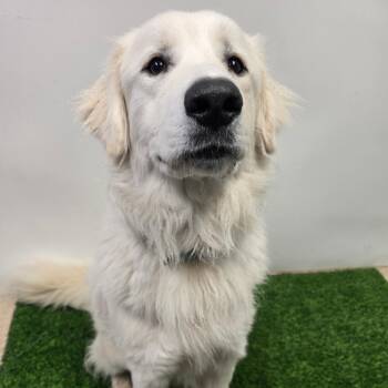Great Pyrenees Dogs Available for Adoption in Columbia, Missouri - Buck | PetCurious