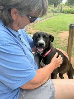 Dolly -  Labrador Retriever and Black Labrador Retriever Dog for Adoption in Newport, New Hampshire - Dolly | PetCurious
