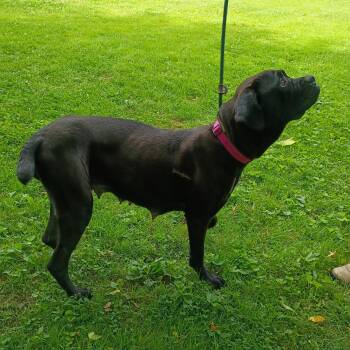 Onyx -  Boxer Dog for Adoption in Maynardville, Tennessee - Onyx | PetCurious