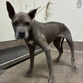 Macy Meadow -  Pit Bull Terrier Dog for Adoption in Pasadena, California - Macy Meadow | PetCurious
