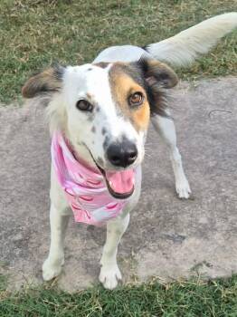 Peggy Sue -  Retriever Dog for Adoption in VERNON ROCKVL, Connecticut - Peggy Sue | PetCurious