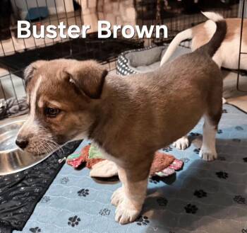 Labrador Retriever and Australian Cattle Dog Blue Heeler Dogs Available for Adoption - PUPPY BUSTER BROWN | PetCurious