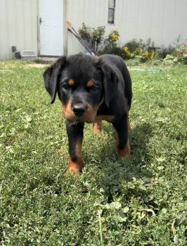 Pepper -  Rottweiler Dog for Adoption in Grant, Nebraska - Pepper | PetCurious