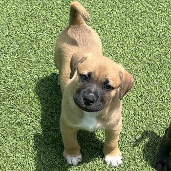 Black Labrador Retriever Dogs Available for Adoption in Loxahatchee Groves, Florida - Leprechaun 9000 | PetCurious