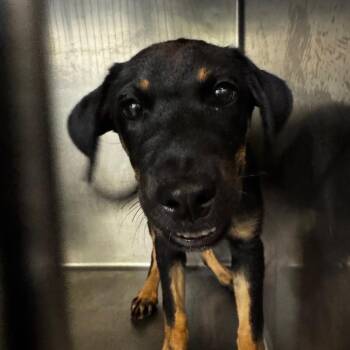 Louise -  Shepherd Dog for Adoption in Edinburg, Texas - Louise | PetCurious
