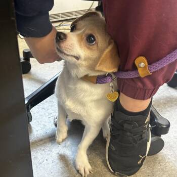 Cheerio -  Mixed Breed Dog for Adoption in Philadelphia, Pennsylvania - Cheerio | PetCurious