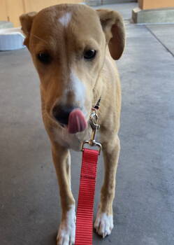 Rescue Terrier Dogs for Adoption in Elfin Forest, California - Rudy | PetCurious