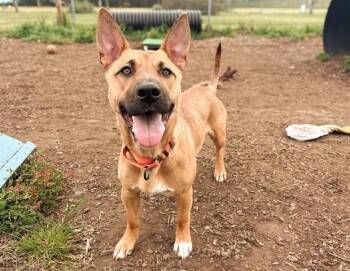 Cardigan Welsh Corgi and German Shepherd Dog Dogs Available for Adoption in Mckinleyville, California - SPROUT | PetCurious