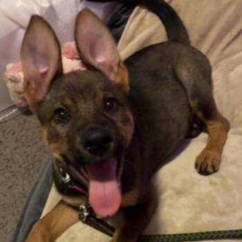Piper -  Shepherd Dog for Adoption in Aberdeen, North Carolina - Piper | PetCurious