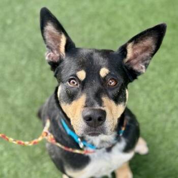 Australian Cattle Dog Blue Heeler and Husky Dogs Available for Adoption in Sacramento, California - Cruzita | PetCurious