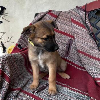 Belgian Shepherd Malinois Dogs Available for Adoption in Lockhart, Texas - Sparrow | PetCurious