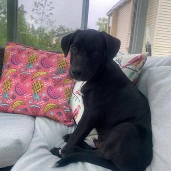 Richard * -  Labrador Retriever and Mixed Breed Dog for Adoption in Ferndale, Michigan - Richard * | PetCurious