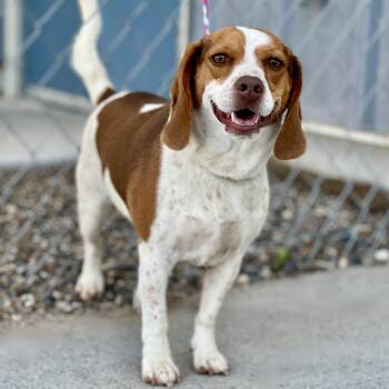 61605866 -  Beagle Dog for Adoption in Elko, Nevada - 61605866 | PetCurious