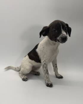 Rescue Beagle and Mixed Breed Dogs for Adoption in Morton Grove, Illinois - Daisy | PetCurious