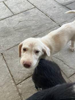 ARIEL -  Mixed Breed Dog for Adoption in Dallas, Texas - ARIEL | PetCurious