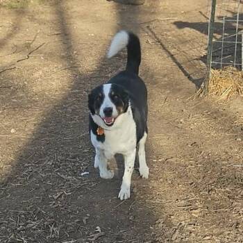 Border Collie and Mixed Breed Dogs Available for Adoption in Union, Missouri - Lucas FC | PetCurious