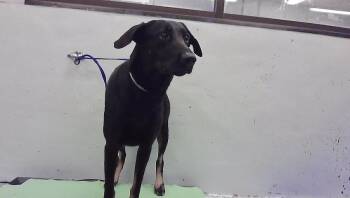 ARLIN -  Labrador Retriever and Mixed Breed Dog for Adoption in Houston, Texas - ARLIN | PetCurious
