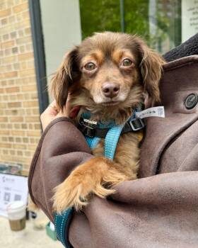Chihuahua Dogs Available for Adoption in New York, New York - Remote Sandbar | PetCurious