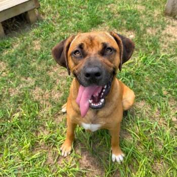 Cupcake -  Mixed Breed Dog for Adoption - Cupcake | PetCurious