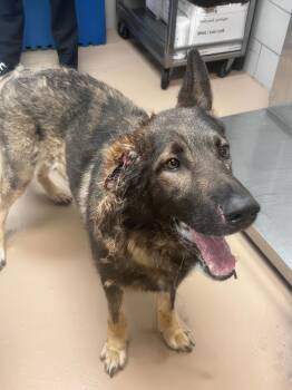 Vincent -  Mixed Breed Dog for Adoption in Nashville, Tennessee - Vincent | PetCurious