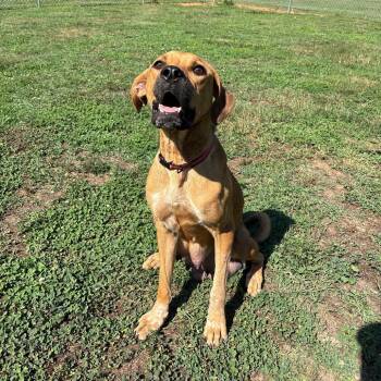 Bailey -  Mixed Breed Dog for Adoption in Roxboro, North Carolina - Bailey | PetCurious