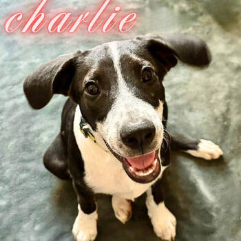 Rescue Black Labrador Retriever and Border Collie Dogs for Adoption in Phoenix, Arizona - Charlie | PetCurious