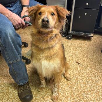Australian Cattle Dog Blue Heeler and Australian Shepherd Dogs Available for Adoption in Chehalis, Washington - Harper | PetCurious