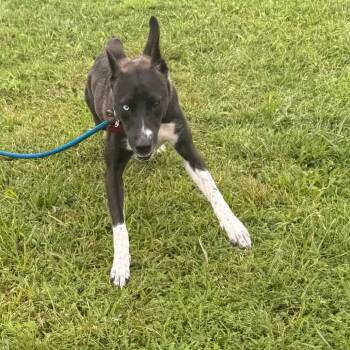 Kangaroo -  Mixed Breed and Husky Dog for Adoption in York, Pennsylvania - Kangaroo | PetCurious