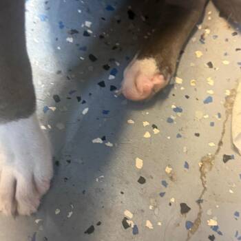 Hazel -  Pit Bull Terrier and Mixed Breed Dog for Adoption in Tuscaloosa, Alabama - Hazel | PetCurious