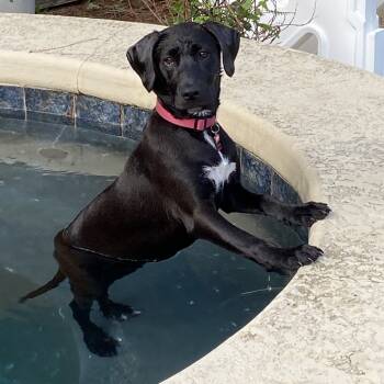 Rescue Black Labrador Retriever Dogs for Adoption in New Orleans, Louisiana - Carmen | PetCurious