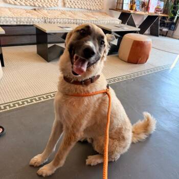Cappuccino (Formally Prince) -  Shepherd Dog for Adoption in Fort Bragg, California - Cappuccino (Formally Prince) | PetCurious