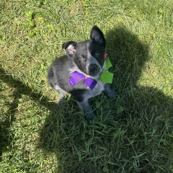Hopper -  Australian Cattle Dog Blue Heeler Dog Available for Adoption in Columbia, Maryland - Hopper | PetCurious