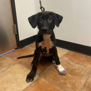 FWT Benji -  Mixed Breed and Black Labrador Retriever Dog for Adoption in Midland, Texas - FWT Benji | PetCurious