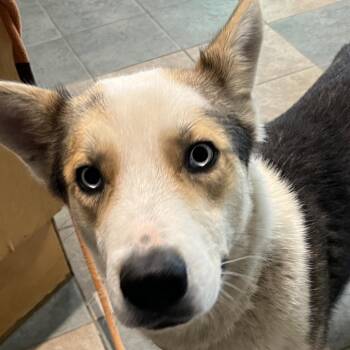 Mixed Breed Dogs Available for Adoption in Chattanooga, Tennessee - Astro | PetCurious