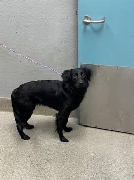 GIRLFRIEND -  Flat Coated Retriever and Mixed Breed Dog for Adoption in Las Vegas, Nevada - GIRLFRIEND | PetCurious