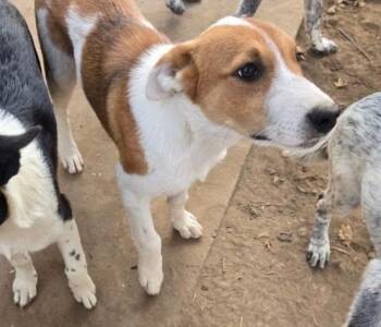 Lotus -  Australian Cattle Dog Blue Heeler and Border Collie Dog for Adoption in Paso Robles, California - Lotus | PetCurious