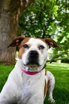 Cattle Dog and Pit Bull Terrier Dogs Available for Adoption in Yakima, Washington - Precious | PetCurious