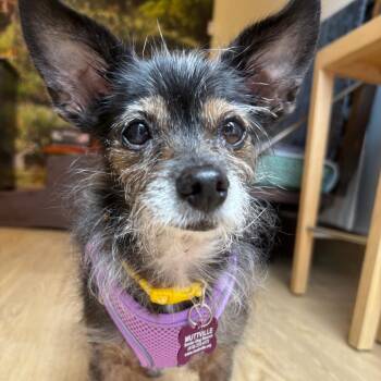 Pilar Nino 14303 -  Terrier and Chihuahua Dog for Adoption in San Francisco, California - Pilar Nino 14303 | PetCurious